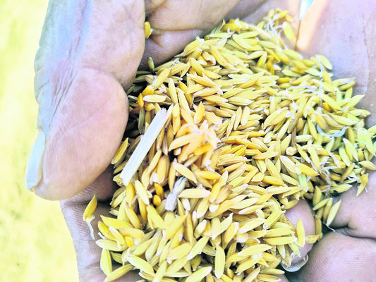 కేంద్రాల్లో తడిసి మొలకెత్తిన ధాన్యం1