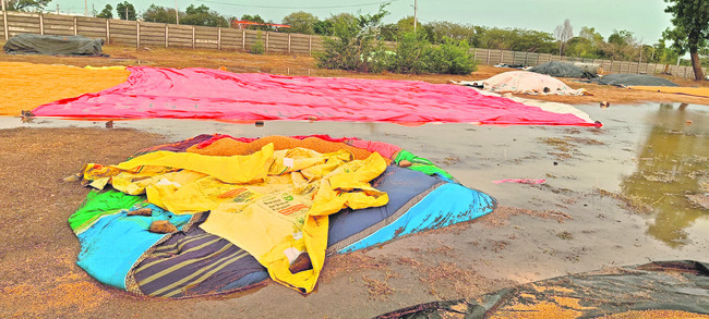 అకాల వర్షంతో రైతన్న ఆగమాగం1