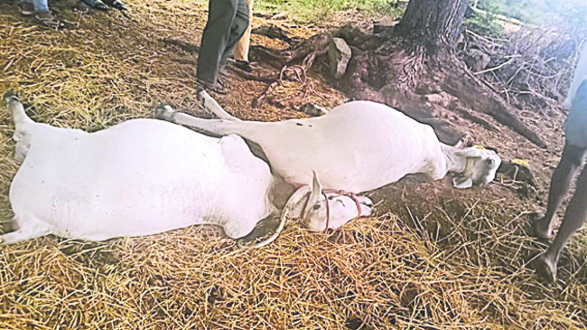 పిడుగుపాటుకు ఎడ్లు మృతి
1