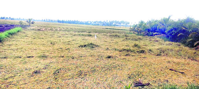 అకాల కష్టం.. అపార నష్టం2