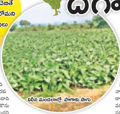 పొగబారిన ఆశలు.. దగా పడిన రైతులు 1