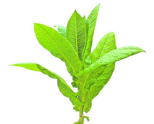 పొగబారిన ఆశలు.. దగా పడిన రైతులు 3