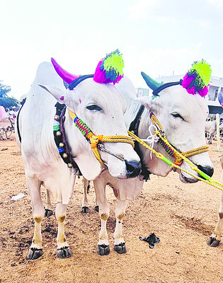 ‘లక్ష’ణమైన కాడెడ్లు! 1