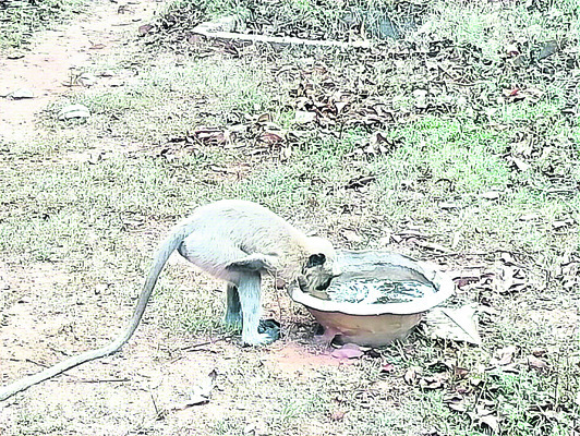సుర్రుమంటున్న సూరీడు..!1