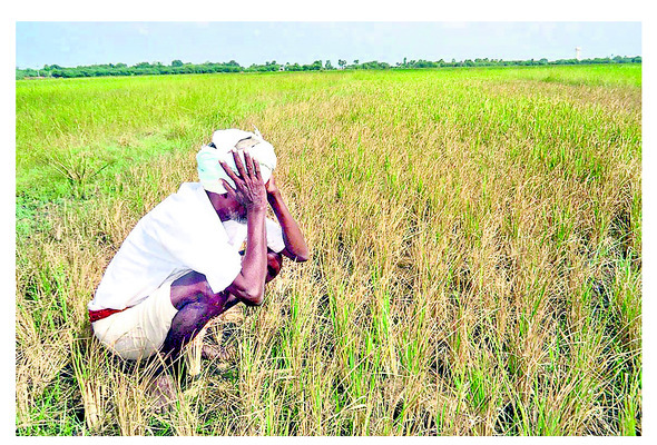మద్దతు మిథ్య.. మార్క్ఫెడ్ మాయ! 1