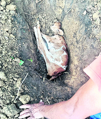 పోలీసుల అదుపులో జ్యూయలరీస్‌ షాపు యజమాని1