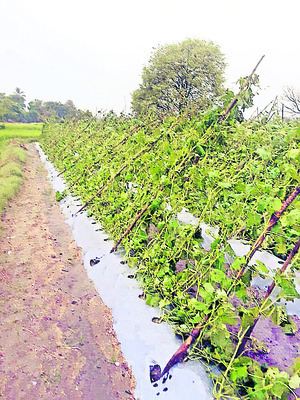 పలమనేరులో భారీ వర్షం 1