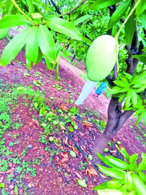 ● గాలి వాన బీభత్సం 1