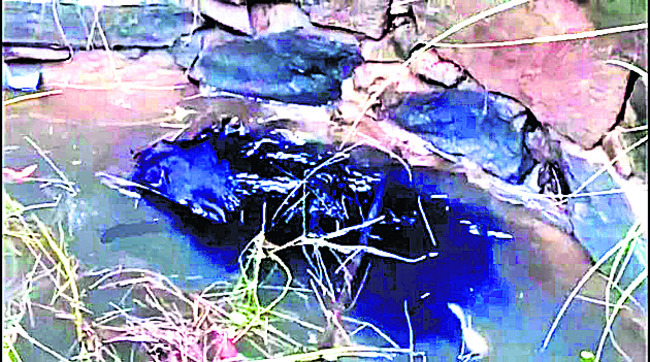 బావిలో పడిన ఎలుగు సురక్షితం 1