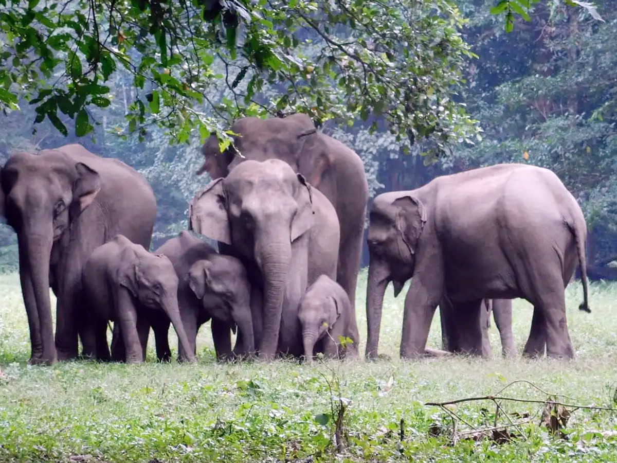 Dandeli is a paradise for nature lovers6