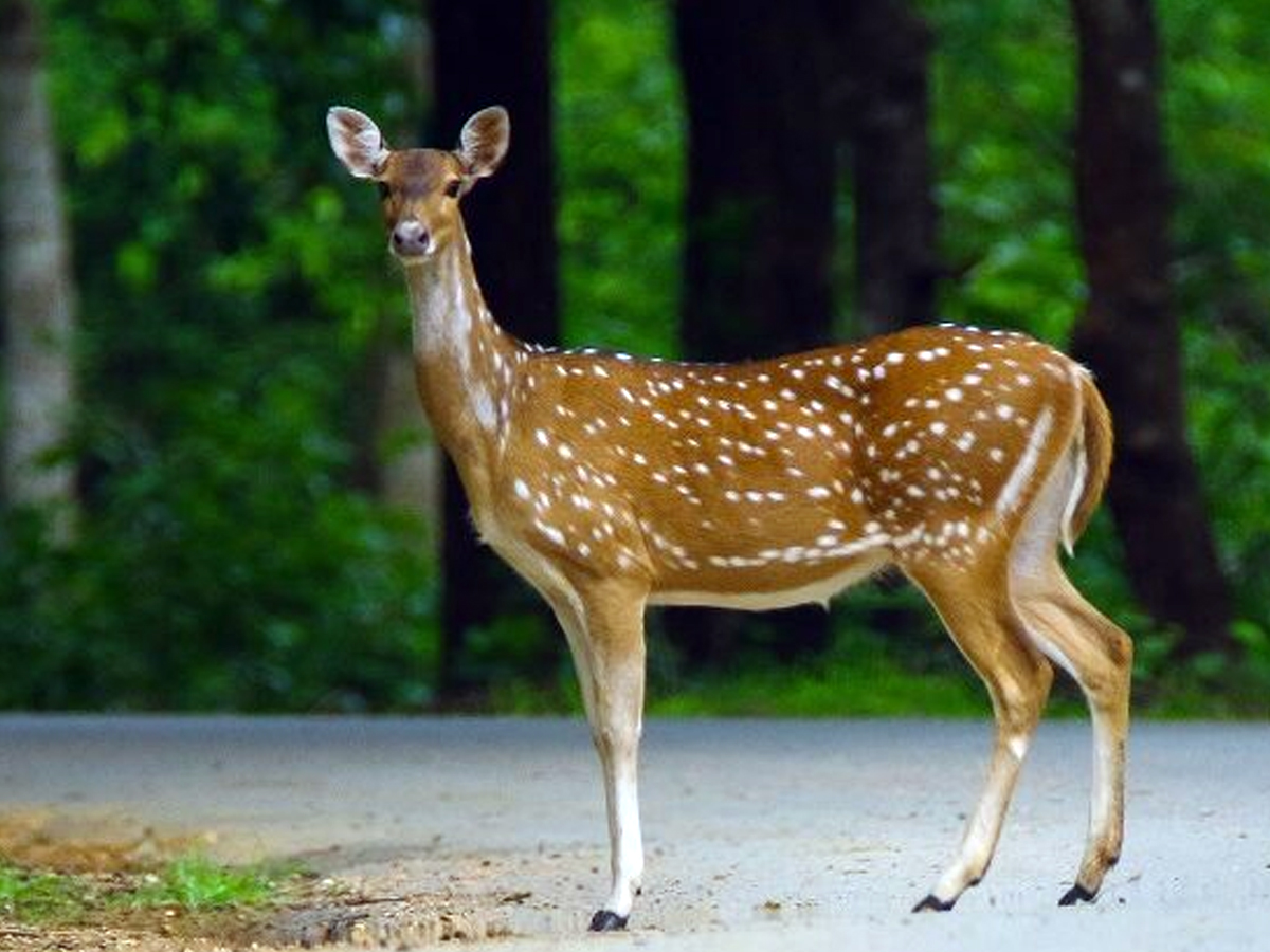 Dandeli is a paradise for nature lovers11