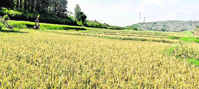 వరించిన రబీ2