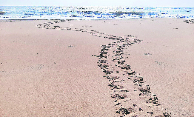 కరవాక తీరానికి వింత జీవులు 1