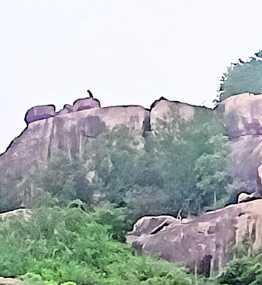 నల్లమల అభయారణ్యంలో చిరుత 
1