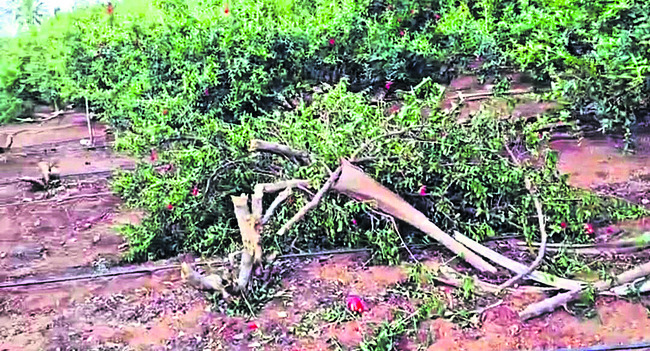 టీడీపీ నేతల బరితెగింపు 1