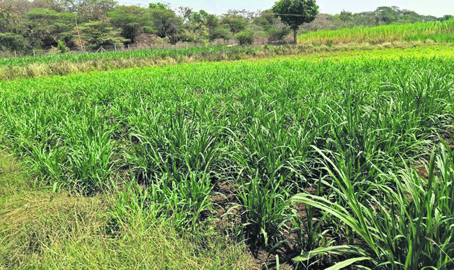 యువకుల స్వయం ఉపాధి 1