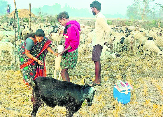 ముందస్తు నివారణ లేకపోతే..‘చిటుక’లో గొర్రెల మృతి..!1