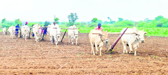 సాగు సంబురం 1