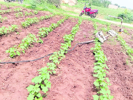 సాగులో తోడై.. మట్టిలో మాయమై! 1