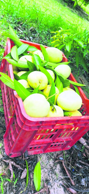 మామిడికి పురుగుపోటు2