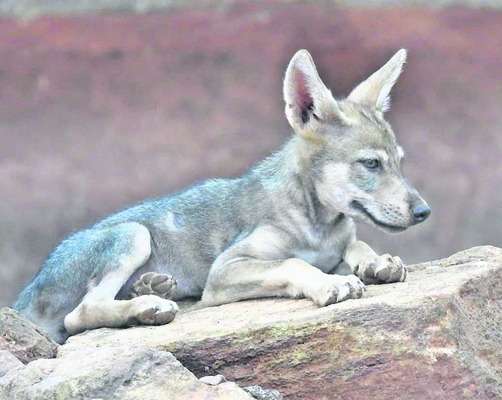 ఊపిరి8