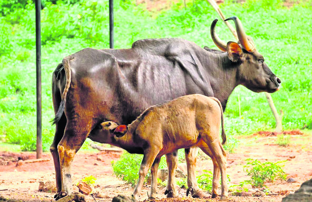 ఊపిరి4
