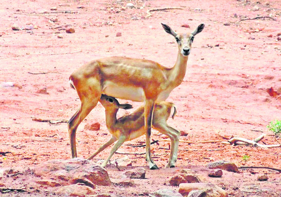 ఊపిరి6