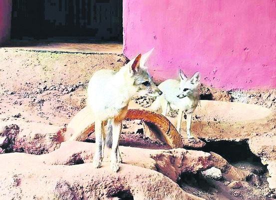 ఊపిరి7
