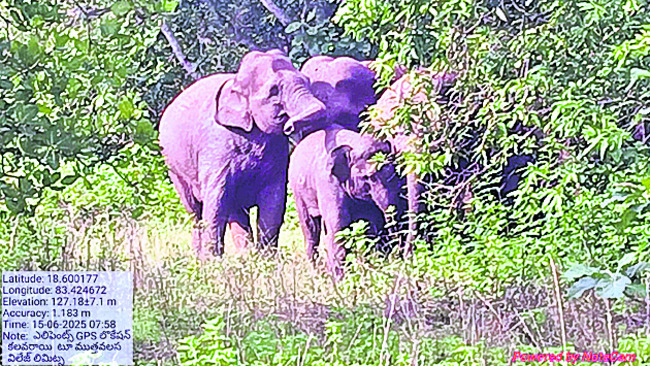 ముత్తాయివలసలో  ఏనుగుల సంచారం 1