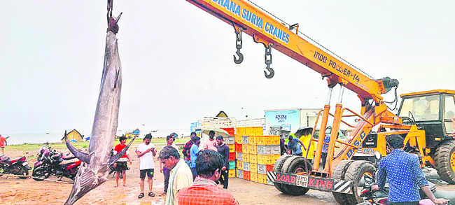 చేపలొచ్చాయోచ్.. 1