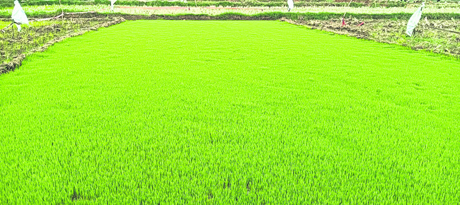 ముందస్తు వరద 1