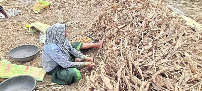 పసుపు సాగుకు పూర్వవైభవం 1