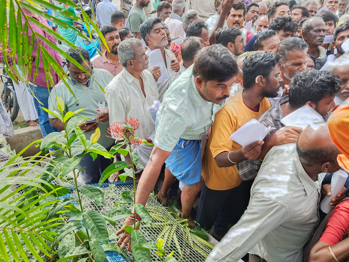Mango Farmers Suffer Due to Lack of Good Price2