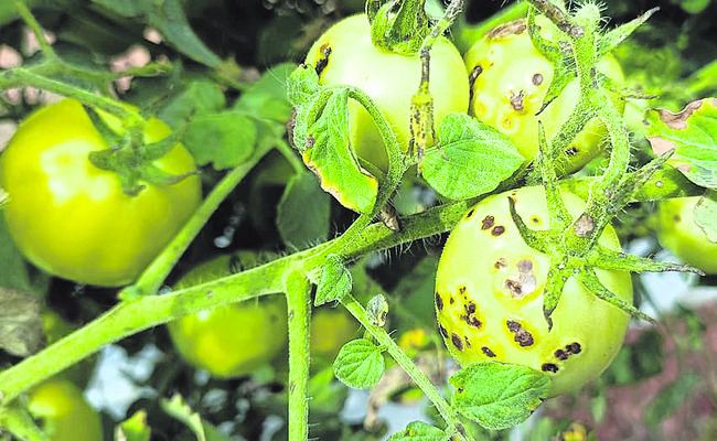 ● 12350 ఎకరాల్లో దెబ్బతిన్న పంటలు 
2