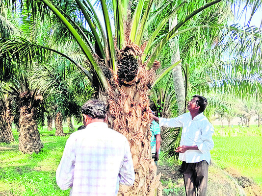 లాభాలు బాగు..ఆయిల్ పామ్ సాగు 1