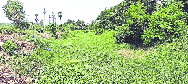 నారుకు నీరు కరవు1