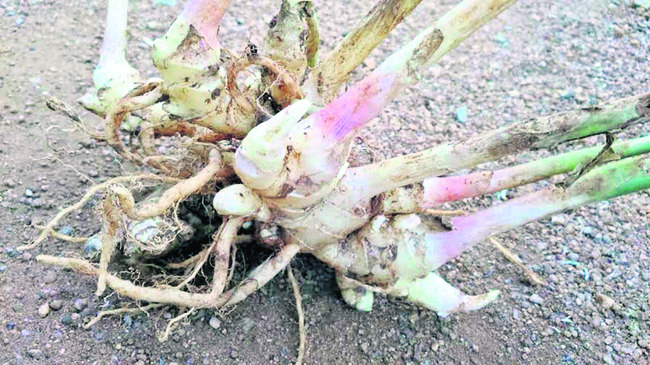 అల్లం సాగు.. లాభాలు బాగు 2