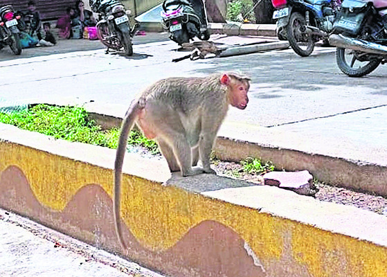 ప్రసూతి విభాగంలో కోతుల బెడద1