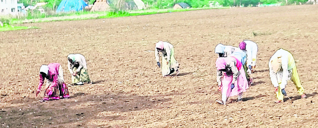 రోహిణి కార్తె ప్రతాపం
1