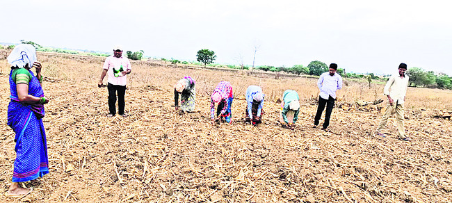 అధిక సాంద్రత సాగు.. లాభాలు బాగు1