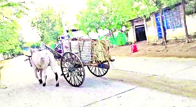 పశువుల ఎరువుతో భూసారం 1