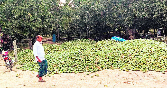 గిట్టుబాటు కాని ధర
1