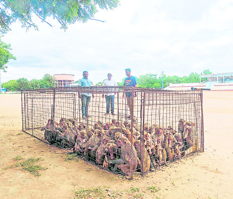 ఆపరేషన్ ‘మంకీ’!1