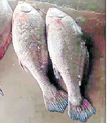 జాలరి దశ మార్చిన చేపలు 3
