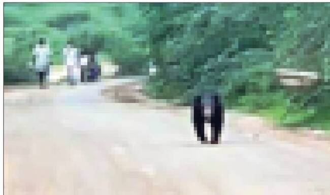 పట్టపగలే ఎలుగుబంటి హల్‌చల్‌ 1