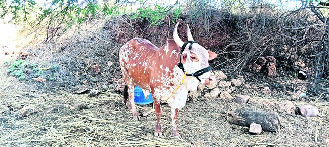 కోడే దూడలకు డిమాండ్..
1