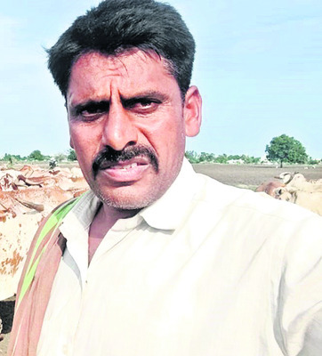 కోడే దూడలకు డిమాండ్..
2