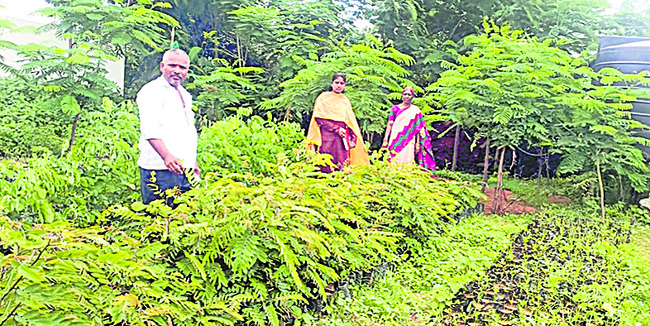వన మహోత్సవానికి మొక్కలు సిద్ధం 1