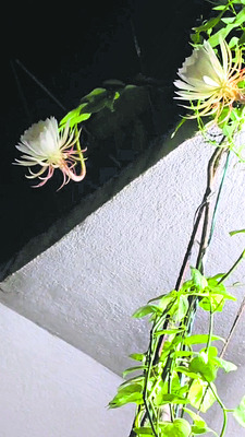 వికసించిన బ్రహ్మకమలాలు
1