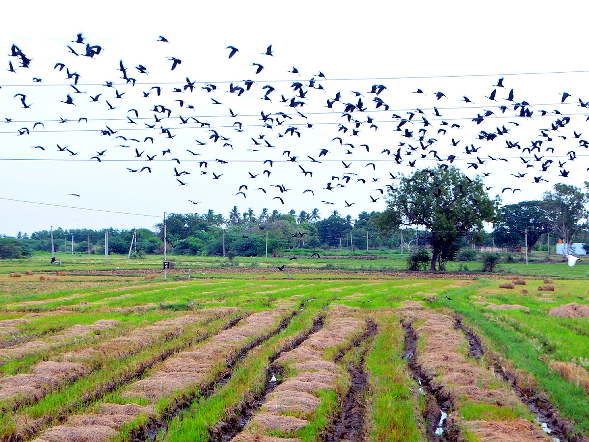 Best Photos of The Week in AP and Telangana Photo Gallery1